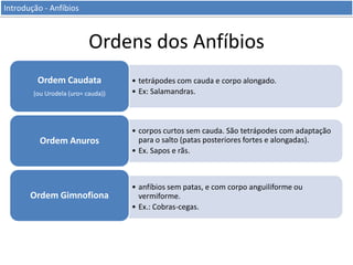 Introdução - Anfíbios

Ordens dos Anfíbios
Ordem Caudata
(ou Urodela (uro= cauda))

Ordem Anuros

Ordem Gimnofiona

• tetrápodes com cauda e corpo alongado.
• Ex: Salamandras.

• corpos curtos sem cauda. São tetrápodes com adaptação
para o salto (patas posteriores fortes e alongadas).
• Ex. Sapos e rãs.

• anfíbios sem patas, e com corpo anguiliforme ou
vermiforme.
• Ex.: Cobras-cegas.

 