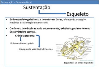 Sustentação – Esqueleto Geral

Sustentação
Esqueleto
• Endoesqueleto gelatinoso e de natureza óssea, oferecendo protecção
mecânica e sustentação dos músculos.

• O número de vértebras varia enormemente, existindo geralmente uma
única vértebra cervical.
•
Crânio apresenta
Dois côndilos occipitais

Uma grande variedade de formas

Esqueleto de um anfíbio legendado

 