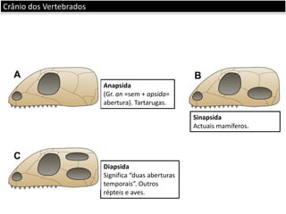 Crânio dos Vertebrados

Anapsida
(Gr. an =sem + apsida=
abertura). Tartarugas.
Sinapsida
Actuais mamíferos.

Diapsida
Significa “duas aberturas
temporais”. Outros
répteis e aves.

 