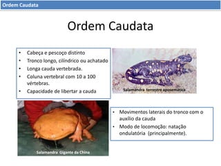 Ordem Caudata

Ordem Caudata
•
•
•
•
•

Cabeça e pescoço distinto
Tronco longo, cilíndrico ou achatado
Longa cauda vertebrada.
Coluna vertebral com 10 a 100
vértebras.
Capacidade de libertar a cauda

Salamandra terrestre aposemática

•

Movimentos laterais do tronco com o
auxílio da cauda
• Modo de locomoção: natação
ondulatória (principalmente).

Salamandra Gigante da China

 