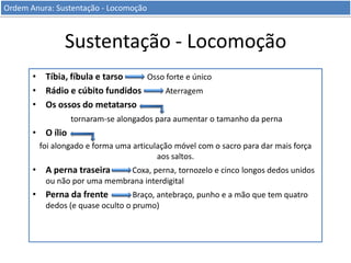 Ordem Anura: Sustentação - Locomoção

Sustentação - Locomoção
• Tíbia, fíbula e tarso
Osso forte e único
• Rádio e cúbito fundidos
Aterragem
• Os ossos do metatarso
tornaram-se alongados para aumentar o tamanho da perna

• O ílio
foi alongado e forma uma articulação móvel com o sacro para dar mais força
aos saltos.

• A perna traseira

Coxa, perna, tornozelo e cinco longos dedos unidos
ou não por uma membrana interdigital

• Perna da frente

Braço, antebraço, punho e a mão que tem quatro
dedos (e quase oculto o prumo)

 