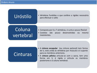 Ordem Anura

Uróstilo

• Vértebras fundidas o que confere a rigidez necessária
para efectuar o salto

Coluna
vertebral

• Composta por 6 a 7 vértebras, é curta e pouco flexível
• Costelas são pouco desenvolvidas ou mesmo
inexistentes.

Cinturas

• A cintura escapular (ou cintura peitoral) tem forma
de U, está unida às vértebras por músculo e é suporte
para os membros anteriores.
• A cintura pélvica articula-se com a sacra, tem uma
forma em V, é rígida e articula os membros
posteriores e à coluna vertebral.

 