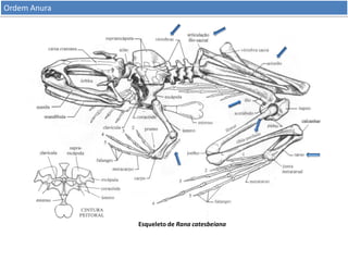 Ordem Anura

Esqueleto de Rana catesbeiana

 