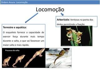 Ordem Anura: Locomoção

Locomoção
Arborícola: Ventosas na ponta dos
dedos permitindo a fixação.

Terrestre e aquática:
O esqueleto fornece a capacidade de
exercer força durante mais tempo

durante o salto, o que vai favorecer um
maior salto e mais rápido.
Processo do salto

 