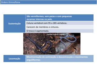 Ordem Gimnofiona

São vermiformes, sem patas e com pequenas
escamas internas na pele.
Sustentação

Coluna vertebral com 95 a 285 vértebras.
Carecem de membros e cinturas.
O troco é segmentado.
Cecílias (cobras-cegas)

Locomoção

Movimentação de contracção e descontracção e movimentos
anguiliformes

 