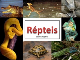 Latim : Reptilia

 