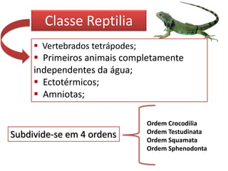 Classe Reptilia
 Vertebrados tetrápodes;

 Primeiros animais completamente
independentes da água;
 Ectotérmicos;
 Amniotas;

Subdivide-se em 4 ordens

Ordem Crocodilia
Ordem Testudinata
Ordem Squamata
Ordem Sphenodonta

 