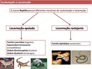 Sustentação e Locomoção
A classe Reptilia possui diferentes maneiras de sustentação e locomoção

Locomoção apoiada

Família Lacertidae (lagartos)
Superordem Arcossauria
(crocodílideos)
Ordem Rinchocephala (tuatara)
Ordem Quelonia (tartarugas),

Locomoção rastejante

Família Ophididae (serpentes).

 
