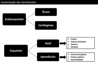 Sustentação dos Vertebrados
Ósseo
Endoesqueleto
Cartilagíneo

Axial






Crânio
Coluna Vertebral
Esterno
Costelas

Esqueleto
Apendicular

 Cintura Escapular
 Cintura pélvica
 Extremidades

 