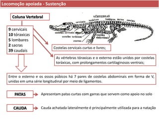 Locomoção apoiada - Sustenção
Coluna Vertebral
9 cervicais
10 tóraxicas
5 lombares
2 sacras
39 caudais

Costelas cervicais curtas e livres;
As vértebras tóraxicas e o externo estão unidos por costelas
toráxicas, com prolongamentos cartilaginosos ventrais;

Entre o esterno e os ossos púbicos há 7 pares de costelas abdominais em forma de V,
unidas em uma série longitudinal por meio de ligamentos.

PATAS

Apresentam patas curtas com garras que servem como apoio no solo

CAUDA

Cauda achatada lateralmente é principalmente utilizada para a natação

 
