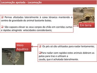 Locomoção apoiada - Locomoção

 Pernas afastadas lateralmente à caixa tóraxica mantendo o
centro de gravidade do animal bastante baixo;
 São capazes elevar os seus corpos do chão em corridas curtas
e rápidas atingindo velocidades consideráveis;

Meio
Aquático

Em terra

 Os pés só são utilizados para nadar lentamente;
Para nadar com rapidez estes animais dobram as
patas para traz e utilizam a
cauda, que é achatada lateralmente.

 