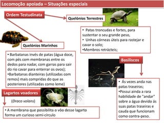 Locomoção apoiada – Situações especiais
Ordem Testudinata

Quelónios Terrestres

Quelónios Marinhos

• Patas troncudas e fortes, para
sustentar o seu grande peso,
• Unhas córneas úteis para rastejar e
cavar o solo;
•Membros retrácteis;

• Barbatanas invés de patas (água doce,
com pés com membranas entre os
dedos para nadar, com garras para sair
do rio cavar para enterrar os ovos);
•Barbatanas dianteiras (utilizadas com
remos) mais compridas do que as
posteriores (utilizadas como leme)

Lagartos voadores
(Draco volans)

• A membrana que possibilita o vôo desse lagarto
forma um curioso semi-círculo

Basiliscos

• Ás vezes anda nas
patas traseiras;
•Possui ainda a rara
habilidade de "andar"
sobre a água devido ás
suas patas traseiras e
cauda que funcionam
como contra-peso.

 