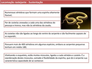 Locomoção rastejante - Sustentação

Numerosas vértebras que formam uma espinha altamente
flexível;
Par de costelas anexadas a cada uma das vértebras do
pescoço e tronco, mas não às vértebras da cauda;

As costelas não são ligadas ao longo do ventre da serpente e são facilmente capazes de
se expandir;

Possuem mais de 400 vértebras em algumas espécies, embora as serpentes pequenas
tenham em média 180;

Vitalizando o esqueleto, estão muitos músculos, ligados a cada vértebra e costela. É a
coordenação destes músculos, somado à flexibilidade da espinha, que dá à serpente sua
característica capacidade de se contorcer.

 