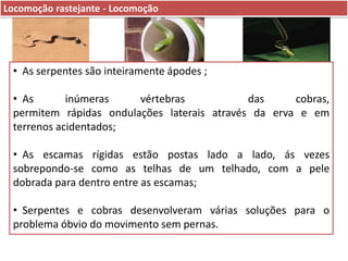 Locomoção rastejante - Locomoção

• As serpentes são inteiramente ápodes ;
• As
inúmeras
vértebras
das
cobras,
permitem rápidas ondulações laterais através da erva e em
terrenos acidentados;
• As escamas rígidas estão postas lado a lado, ás vezes
sobrepondo-se como as telhas de um telhado, com a pele
dobrada para dentro entre as escamas;
• Serpentes e cobras desenvolveram várias soluções para o
problema óbvio do movimento sem pernas.

 