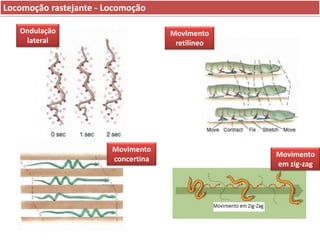 Locomoção rastejante - Locomoção
Ondulação
lateral

Movimento
retilíneo

Movimento
concertina

Movimento
em zig-zag

 