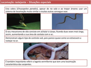Locomoção rastejante – Situações especiais
Esta cobra (Chrysopelea paradisi), apesar de no solo e ao trepar árvores usar um
sistema de locomoção muito similar a muitas outras consegue voar.

O seu mecanismo de vôo consiste em achatar o corpo, ficando duas vezes mais larga,
assim, aumentando a sua área de contato com o ar;
Demonstram algum tipo de controle voô, pois parece quase como se estivessem a
rastejar no ar.

É também importante referir o lagarto vermiforme que tem uma locomoção
característica das serpentes.

 