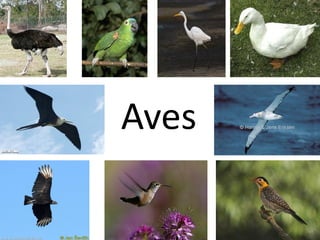Aves

 