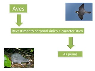 Aves

Revestimento corporal único e característico

As penas

 