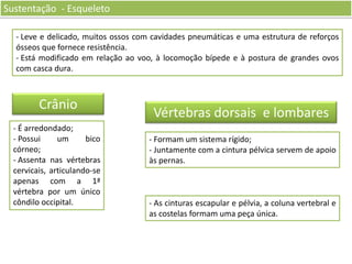 Sustentação - Esqueleto
- Leve e delicado, muitos ossos com cavidades pneumáticas e uma estrutura de reforços
ósseos que fornece resistência.
- Está modificado em relação ao voo, à locomoção bípede e à postura de grandes ovos
com casca dura.

Crânio
- É arredondado;
- Possui
um
bico
córneo;
- Assenta nas vértebras
cervicais, articulando-se
apenas com a 1ª
vértebra por um único
côndilo occipital.

Vértebras dorsais e lombares
- Formam um sistema rígido;
- Juntamente com a cintura pélvica servem de apoio
às pernas.

- As cinturas escapular e pélvia, a coluna vertebral e
as costelas formam uma peça única.

 
