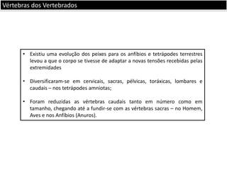 Vértebras dos Vertebrados

• Existiu uma evolução dos peixes para os anfíbios e tetrápodes terrestres
levou a que o corpo se tivesse de adaptar a novas tensões recebidas pelas
extremidades
• Diversificaram-se em cervicais, sacras, pélvicas, toráxicas, lombares e
caudais – nos tetrápodes amniotas;
• Foram reduzidas as vértebras caudais tanto em número como em
tamanho, chegando até a fundir-se com as vértebras sacras – no Homem,
Aves e nos Anfíbios (Anuros).

 