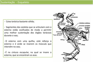 Sustentação - Esqueleto

- Caixa torácica bastante sólida;
- Segmentos das costelas que se articulam com o
esterno estão ossificados de modo a permitir
uma melhor sustentação dos órgãos torácicos
durante o voo;
- O esterno com uma quilha, está reforça o
esterno e é onde se inserem os músculo que
intervêm no voo;
- É na cintura escapular, na qual se insere o
esterno, que se encontram as asas.

 