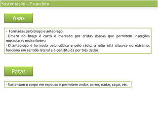 Sustentação - Esqueleto

Asas
- Formadas pelo braço e antebraço;
- Úmero do braço é curto e marcado por cristas ósseas que permitem inserções
musculares muito fortes;
- O antebraço é formado pelo cúbico e pelo rádio, a mão está situa-se no extremo,
funciona em sentido lateral e é constituída por três dedos.

Patas
- Sustentam o corpo em repouso e permitem andar, correr, nadar, caçar, etc.

 