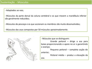 Sustentação - Músculos
- Adaptados ao voo;
- Músculos da parte dorsal da coluna vertebral e os que movem a mandíbula inferior
são geralmente reduzidos;
- Músculos do pescoço e os que accionam os membros são muito desenvolvidos;
- Músculos das asas compostos por 50 músculos aproximadamente.

- Músculos que se distinguem:
Grande peitoral – dirige a asa para
baixo proporcionando o apoio no ar e garantindo
o avanço;
Pequeno peitoral – completa acção do
anterior;
Peitoral médio – produz a elevação da
asa.

 