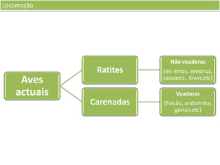 Locomoção

Não voadoras

Aves
actuais

Ratites

(ex: emas, avestruz,
casuares , Kiwis,etc)
Voadoras

Carenadas

(Falcão, andorinha,
gaviao,etc)

 