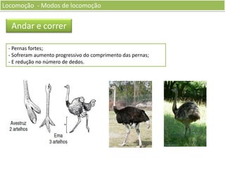 Locomoção - Modos de locomoção

Andar e correr
- Pernas fortes;
- Sofreram aumento progressivo do comprimento das pernas;
- E redução no número de dedos.

 