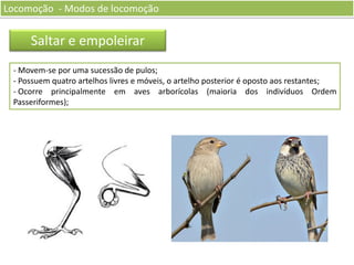 Locomoção - Modos de locomoção

Saltar e empoleirar
- Movem-se por uma sucessão de pulos;
- Possuem quatro artelhos livres e móveis, o artelho posterior é oposto aos restantes;
- Ocorre principalmente em aves arborícolas (maioria dos indivíduos Ordem
Passeriformes);

 