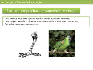 Locomoção - Modos de locomoção

Escalar e empoleirar em superfícies verticais
- Dois artelhos anteriores opostos aos dois que se estendem para trás;
- Usam os pés, a cauda, o bico e raramente os membros anteriores para escalar;
- Exemplos: papagaios, pica-paus, etc.

 