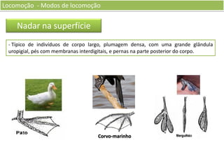 Locomoção - Modos de locomoção

Nadar na superfície
- Típico de indivíduos de corpo largo, plumagem densa, com uma grande glândula
uropigial, pés com membranas interdigitais, e pernas na parte posterior do corpo.

Corvo-marinho

 
