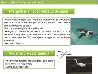Locomoção - Modos de locomoção

Mergulhar e nadar debaixo de água
- Maior especialização dos membros posteriores já adaptados
para a natação e modificação da asa para ser usada como
barbatana debaixo de água
- Deu-se uma redução da flutuabilidade;
- Redução da circulação periférica, do ritmo cardíaco e taxa
metabólica enquanto estão submersas e músculos capazes de
tolerar altas taxas de CO2, conseguem energia de metabolismo
anaeróbio.
- Exemplo: pinguins.

Andar sobre sedimentos
- Andam em diferentes profundidades consoante
o comprimento das pernas;
- Exemplo: garça branca.

 