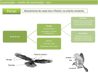 Locomoção – modos de locomoção - voo

Penas

- Revestimento do corpo leve e flexível, no entanto resistente.
Primárias

Rémiges

Inseridas nos ossos da mão e
servem para propulsionar
movimentos para a frente.

Penas das asas
(permitem o controlo
aerodinâmico)

Penas de voo
Rectrizes
Penas da cauda

(funcionam como leme)

Secundárias
Inseridas nos ossos do
antebraço e servem para a
ascensão ou sustentação.

 