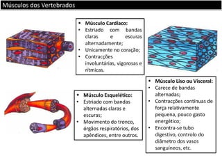 Músculos dos Vertebrados
 Músculo Cardíaco:
• Estriado com bandas
claras
e
escuras
alternadamente;
• Unicamente no coração;
• Contracções
involuntárias, vigorosas e
rítmicas.

 Músculo Esquelético:
• Estriado com bandas
alternadas claras e
escuras;
• Movimento do tronco,
órgãos respiratórios, dos
apêndices, entre outros.

 Músculo Liso ou Visceral:
• Carece de bandas
alternadas;
• Contracções contínuas de
força relativamente
pequena, pouco gasto
energético;
• Encontra-se tubo
digestivo, controlo do
diâmetro dos vasos
sanguíneos, etc.

 