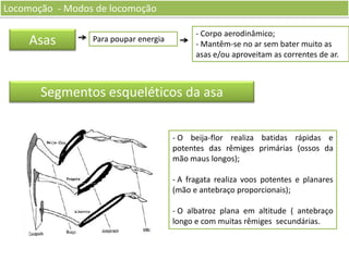 Locomoção - Modos de locomoção
Locomoção - Modos de locomoção

Asas

Para poupar energia

- Corpo aerodinâmico;
- Mantêm-se no ar sem bater muito as
asas e/ou aproveitam as correntes de ar.

Segmentos esqueléticos da asa
- O beija-flor realiza batidas rápidas e
potentes das rêmiges primárias (ossos da
mão maus longos);
- A fragata realiza voos potentes e planares
(mão e antebraço proporcionais);
- O albatroz plana em altitude ( antebraço
longo e com muitas rêmiges secundárias.

 