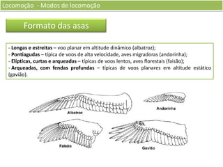 Locomoção - Modos de locomoção

Formato das asas
- Longas e estreitas – voo planar em altitude dinâmico (albatroz);
- Pontiagudas – típica de voos de alta velocidade, aves migradoras (andorinha);
- Elípticas, curtas e arqueadas – típicas de voos lentos, aves florestais (faisão);
- Arqueadas, com fendas profundas – típicas de voos planares em altitude estático
(gavião).

 