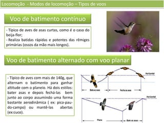 Locomoção - Modos de locomoção – Tipos de voos

Voo de batimento contínuo
- Típico de aves de asas curtas, como é o caso do
beija-flor;
- Realiza batidas rápidas e potentes das rêmiges
primárias (ossos da mão mais longos).

Voo de batimento alternado com voo planar
- Típico de aves com mais de 140g, que
alternam o batimento para ganhar
altitude com o planeio. Há dois estilos:
bater asas e depois fechá-las bem
junto ao corpo assumindo uma forma
bastante aerodinâmica ( ex: pica-paudo-campo) ou mantê-las
abertas
(ex:cuco).

 