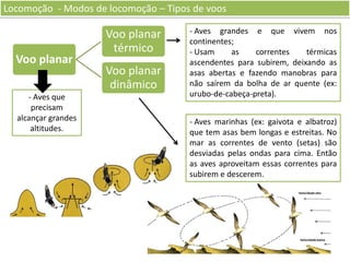 Locomoção - Modos de locomoção – Tipos de voos

Voo planar
- Aves que
precisam
alcançar grandes
altitudes.

Voo planar
térmico

Voo planar
dinâmico

- Aves grandes e que vivem nos
continentes;
- Usam
as
correntes
térmicas
ascendentes para subirem, deixando as
asas abertas e fazendo manobras para
não saírem da bolha de ar quente (ex:
urubo-de-cabeça-preta).
- Aves marinhas (ex: gaivota e albatroz)
que tem asas bem longas e estreitas. No
mar as correntes de vento (setas) são
desviadas pelas ondas para cima. Então
as aves aproveitam essas correntes para
subirem e descerem.

 