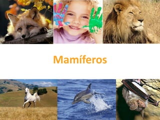 Mamíferos

 