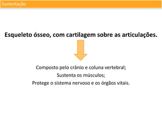 Sustentação

Esqueleto ósseo, com cartilagem sobre as articulações.

Composto pelo crânio e coluna vertebral;
Sustenta os músculos;
Protege o sistema nervoso e os órgãos vitais.

 