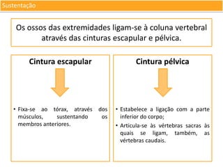 Sustentação

Os ossos das extremidades ligam-se à coluna vertebral
através das cinturas escapular e pélvica.
Cintura escapular

Cintura pélvica

• Fixa-se ao tórax, através dos
músculos,
sustentando
os
membros anteriores.

• Estabelece a ligação com a parte
inferior do corpo;
• Articula-se às vértebras sacras às
quais se ligam, também, as
vértebras caudais.

 