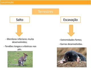 Locomoção

Terrestres
Salto

Escavação

- Membros inferiores muito
desenvolvidos;

- Extremidades fortes;

- Tendões longos e elásticos nos
pés.

- Garras desenvolvidas.

 