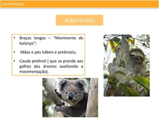 Locomoção

Arborícolas
• Braços longos – “Movimento de
balanço”;
•

Mãos e pés hábeis e preênseis;

• Cauda preênsil ( que se prende aos
galhos das árvores auxiliando a
movimentação).

 