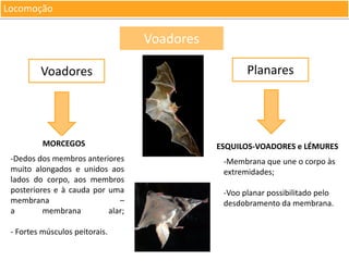 Locomoção

Voadores
Voadores

MORCEGOS
-Dedos dos membros anteriores
muito alongados e unidos aos
lados do corpo, aos membros
posteriores e à cauda por uma
membrana
–
a
membrana
alar;
- Fortes músculos peitorais.

Planares

ESQUILOS-VOADORES e LÉMURES
-Membrana que une o corpo às
extremidades;
-Voo planar possibilitado pelo
desdobramento da membrana.

 