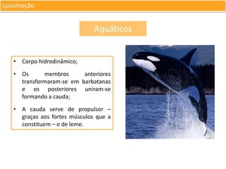 Locomoção

Aquáticos

• Corpo hidrodinâmico;
• Os
membros
anteriores
transformaram-se em barbatanas
e os posteriores uniram-se
formando a cauda;

• A cauda serve de propulsor –
graças aos fortes músculos que a
constituem – e de leme.

 