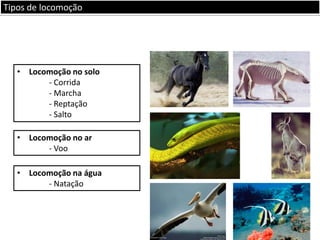 Tipos de locomoção

• Locomoção no solo
- Corrida
- Marcha
- Reptação
- Salto

• Locomoção no ar
- Voo
• Locomoção na água
- Natação

 