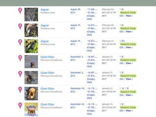 Parceria entre Universidade do Kansas e Projeto Bichos do Pantanal - Chris Brown