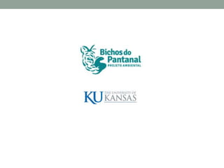 Parceria entre Universidade do Kansas e Projeto Bichos do Pantanal - Chris Brown