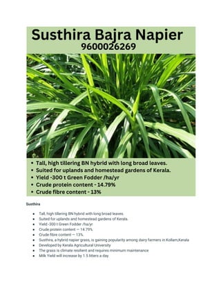 Susthira
● Tall, high tillering BN hybrid with long broad leaves.
● Suited for uplands and homestead gardens of Kerala.
● Yield -300 t Green Fodder /ha/yr
● Crude protein content — 14.79%
● Crude fibre content — 13%.
● Susthira, a hybrid napier grass, is gaining popularity among dairy farmers in Kollam,Kerala
● Developed by Kerala Agricultural University
● The grass is climate resilient and requires minimum maintenance
● Milk Yield will increase by 1.5 litters a day
 